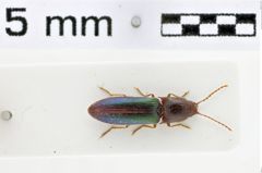 Foto (Dorsalansicht) von Dorygonus (Rygdonus) viridipennis (NHMW-ZOO-COL-0010771)